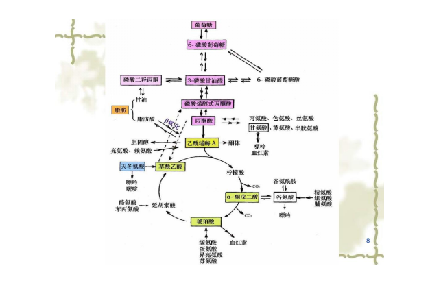 13C同位素应用